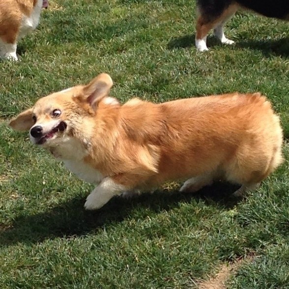 Edison funny corgi