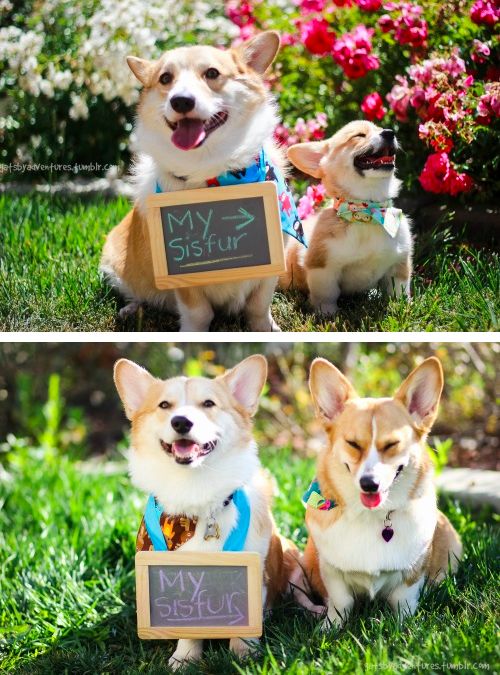 Gatsby and Scout