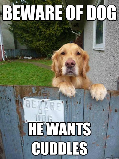 10 Reasons Golden Retrievers Are The Worst Breed EVER 9 Golden Retriever fence