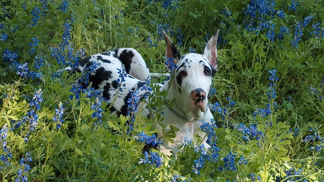 Great Dane beautiful photo dog