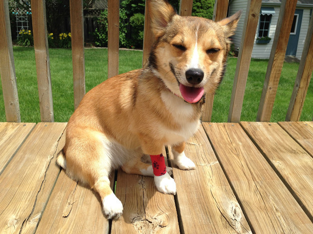 Holly corgi