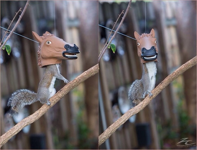 Horse head squirrel feeder