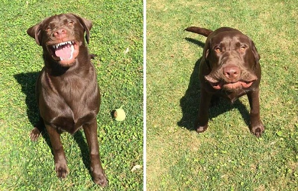 Labrador Sneezer
