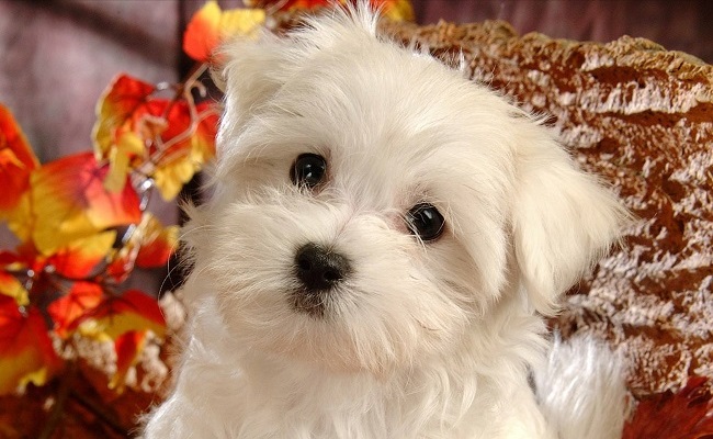 Maltese beautiful dog
