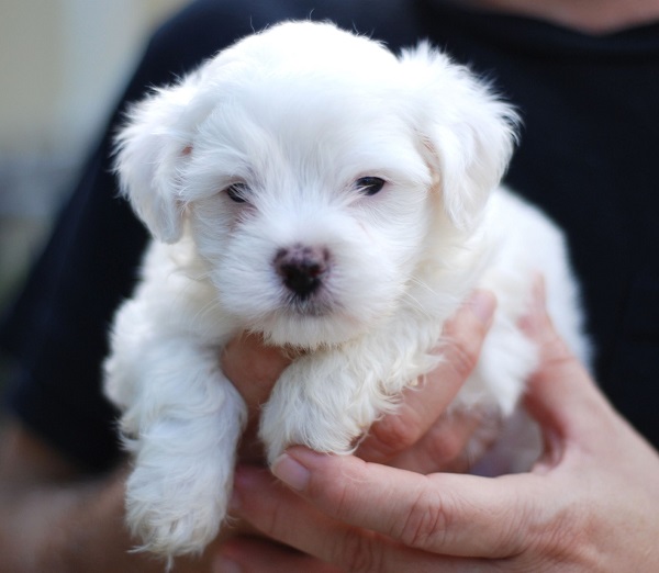 Maltese cute puppy photo