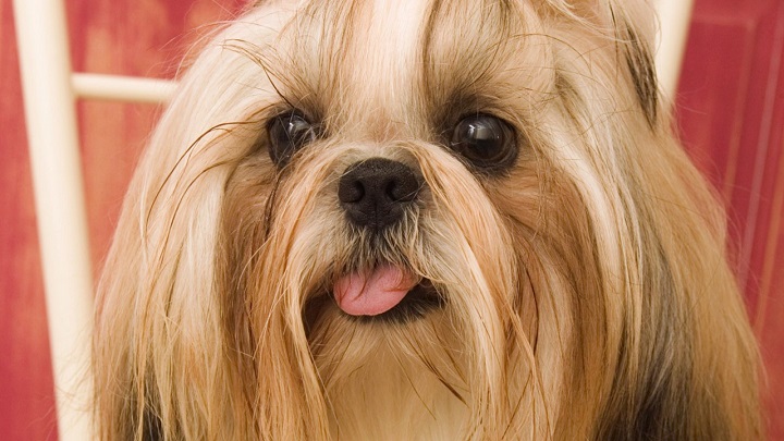 Maltese dog face beauty