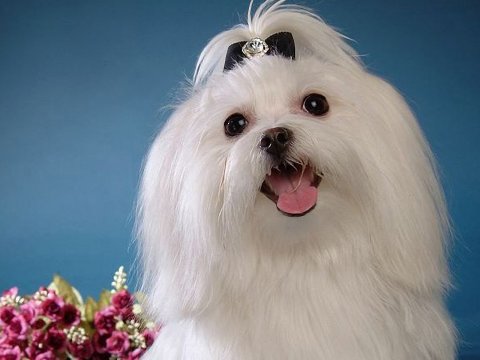 Maltese dog happy dog