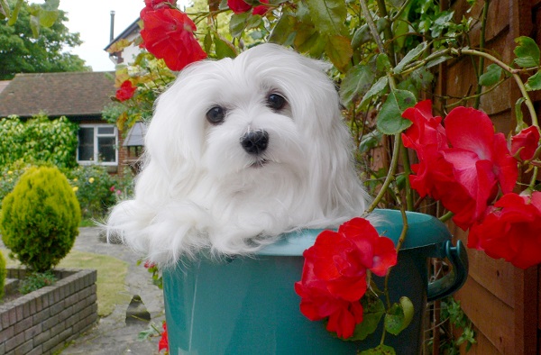 Maltese red flowers