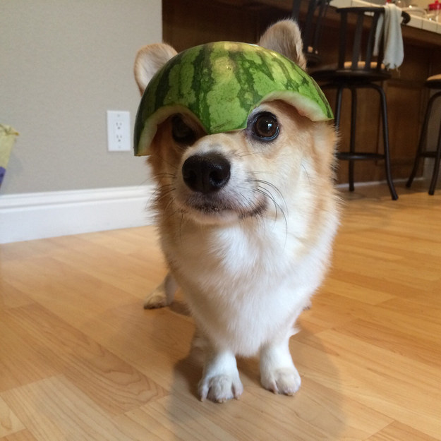 Mei corgi pics