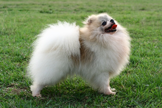 Pomeranian Dog playful happy