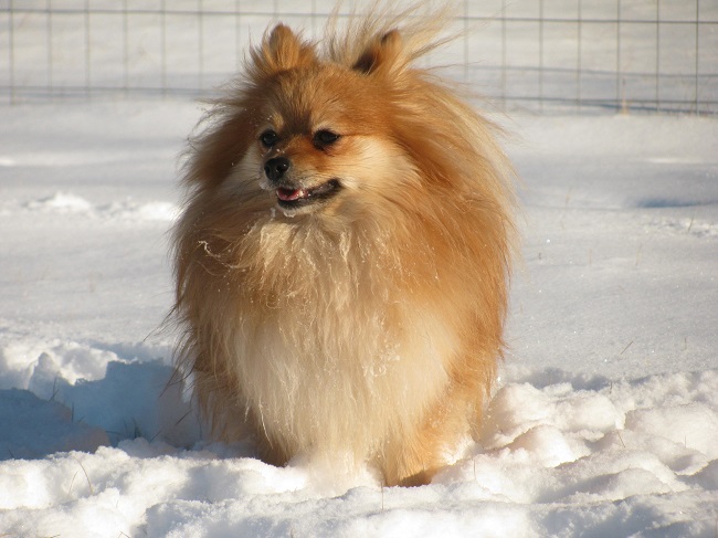 Pomeranian Dog winter snow