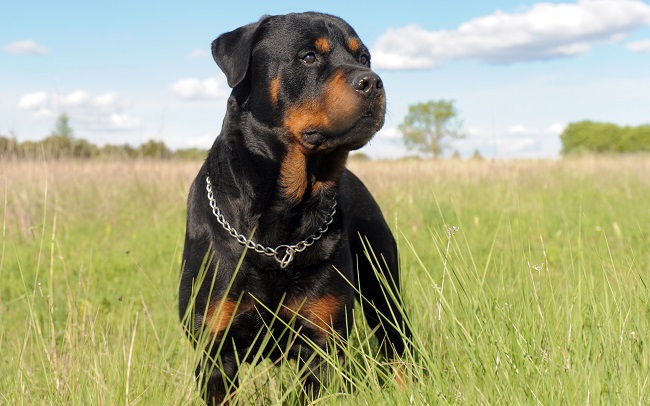 Rottweiler meadow dog