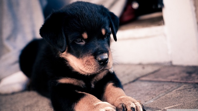Rottweiler puppy