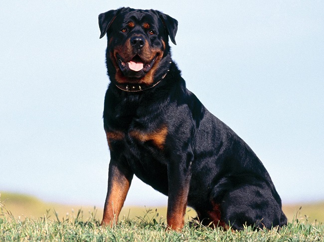 Rottweiler sitting