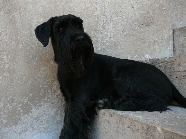Schnauzer black dog