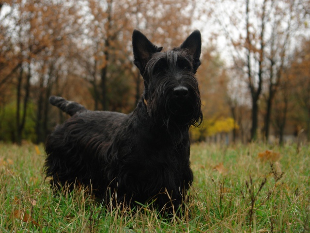 Schnauzer black park