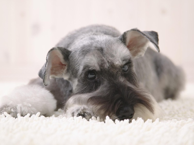 Schnauzer face eyes