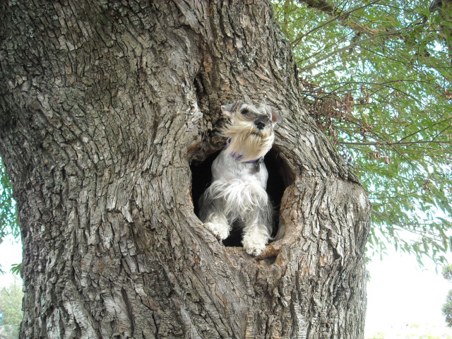 Schnauzer on tree