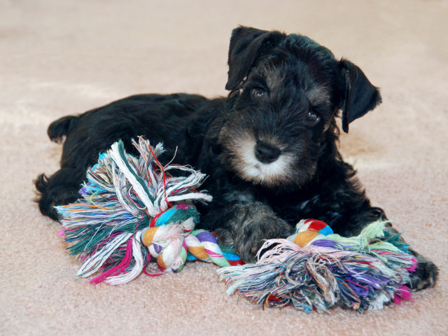 Schnauzer playing black