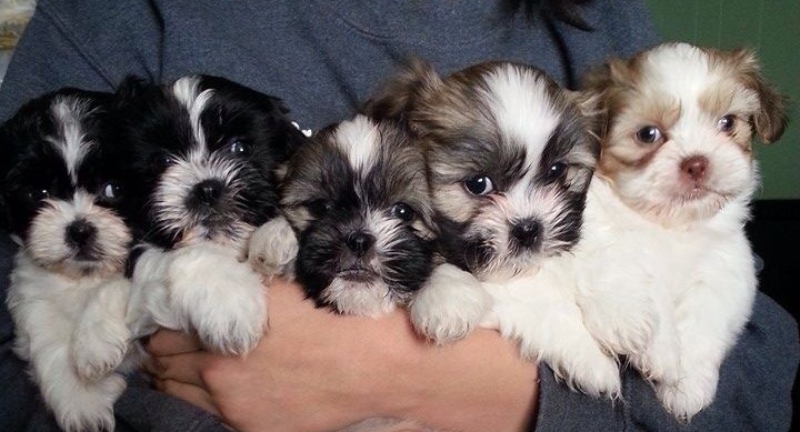 Shih-Tzu-puppies-cute