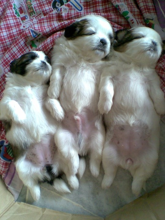 Shih-Tzu-puppies-sleep