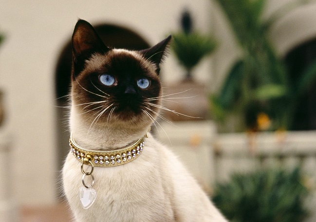 Siamese Cat awesome
