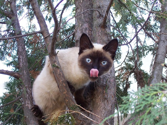 Siamese Cat on tree