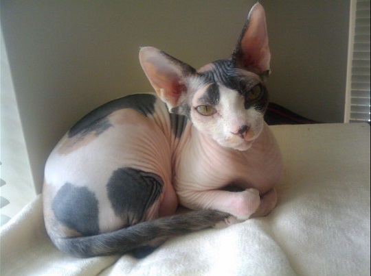 Sphynx kitty cat photo