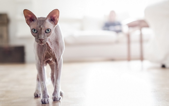 Sphynx kitty cat walking