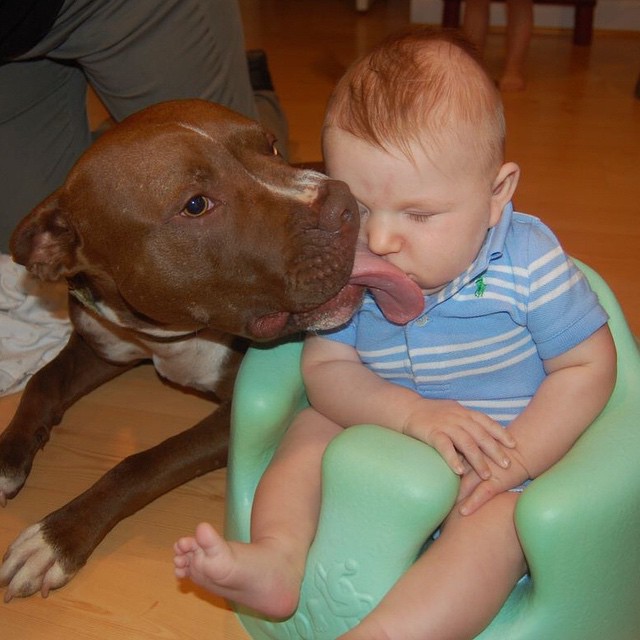 Staffordshire Bull Terrier kiss