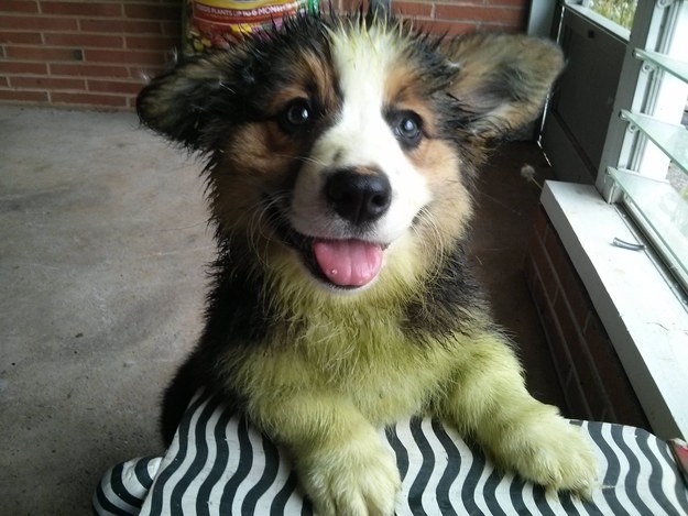 The Green Corgi pics