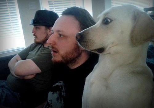 The Shocked Dog Lab