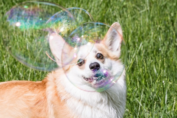 Waffles funny corgi