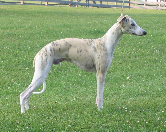 Whippet dog awesome