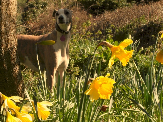 Whippet flowers