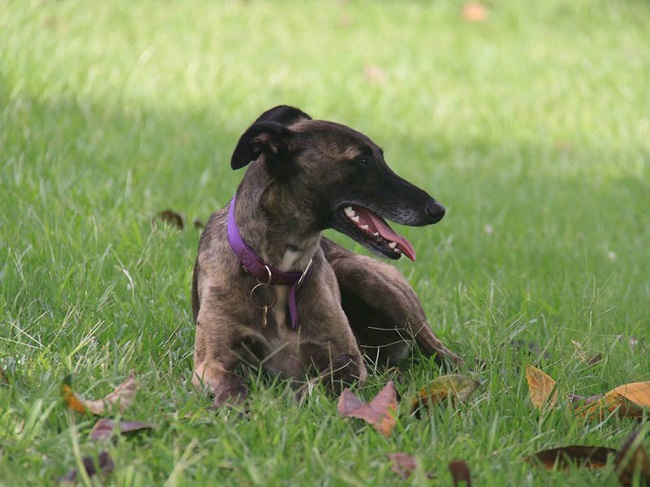 Whippet lying grass