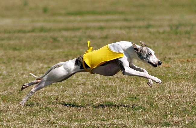 Whippet running