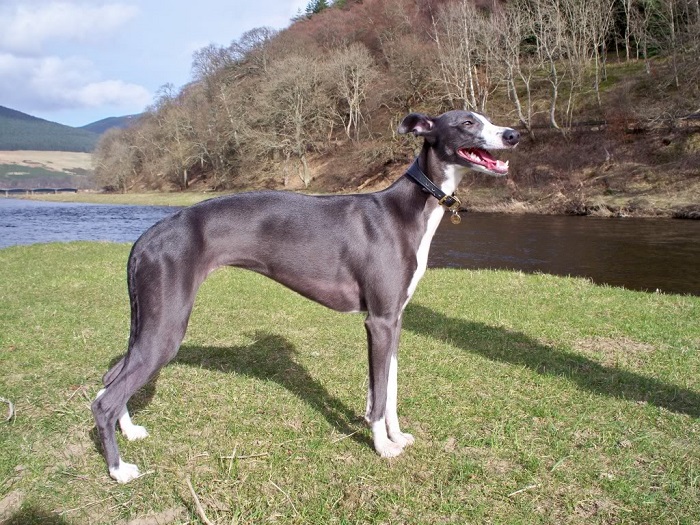 10 Best Whippet Dog Names