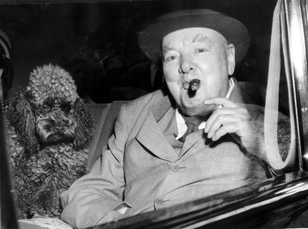 Winston Churchill poodle