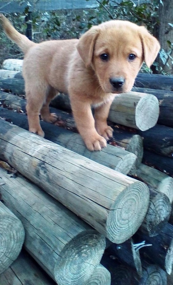 Yellow Labrador Retriever Dog
