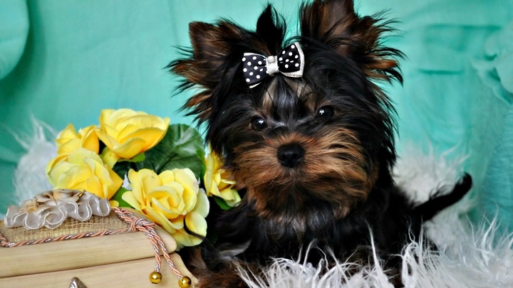 Yorkshire Terrier yellow flowers