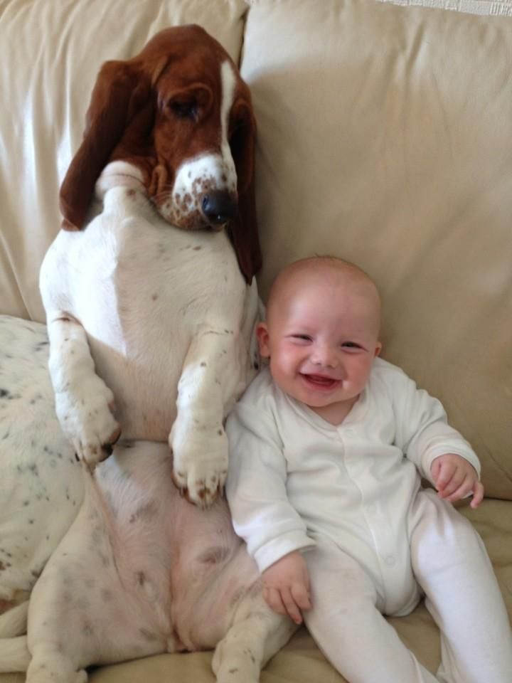 14 Reasons Basset Hounds Are The Worst Breed EVER 16 basset hound and baby