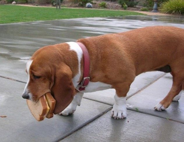 14 Reasons Basset Hounds Are The Worst Breed EVER 8 basset hound and food