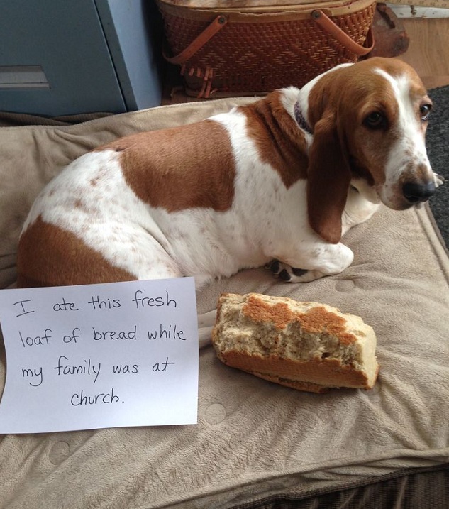 14 Reasons Basset Hounds Are The Worst Breed EVER 9 basset hound food thief