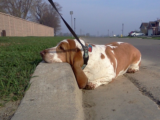 14 Reasons Basset Hounds Are The Worst Breed EVER 13 basset hound lazy