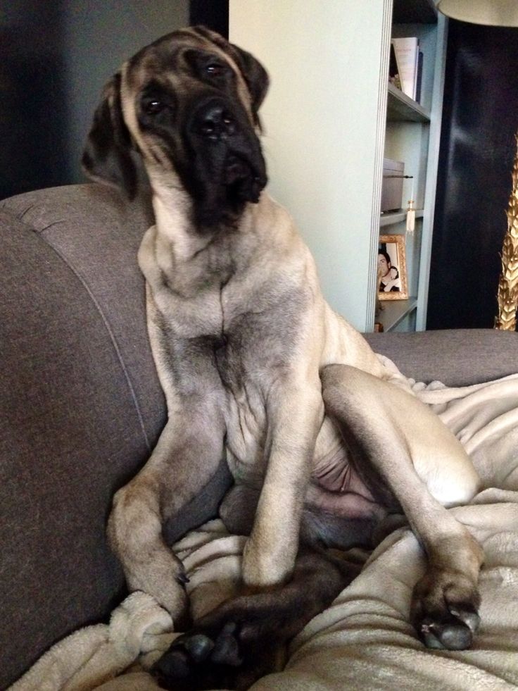 beautiful mastiff sitting couch