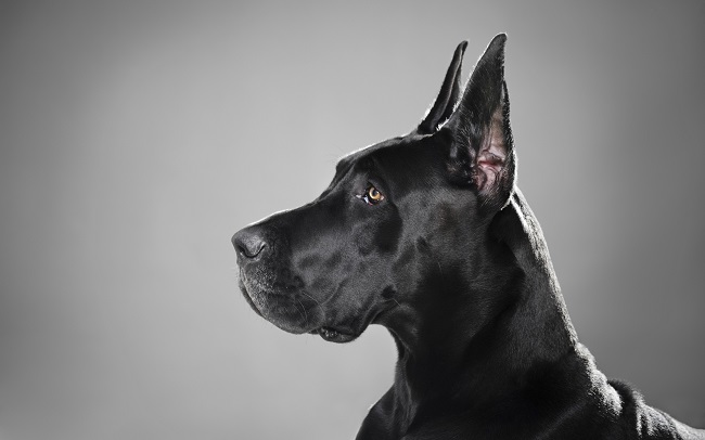 black Great Dane
