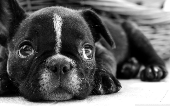 black-french-bulldog-puppy photo