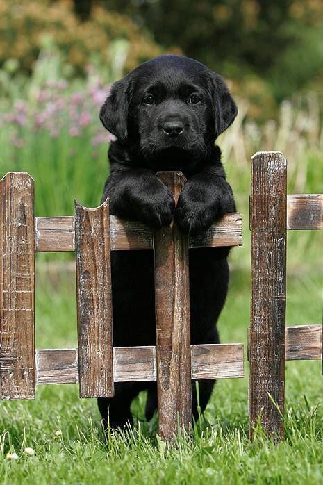 black lab puppy photo