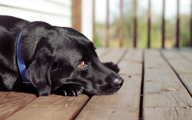 black lab rest